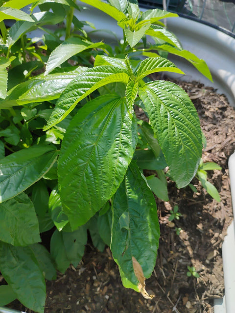 Organic Jute Seeds(big leaf)/Ewedu/ Egyptian Spinach Seeds, 500seeds