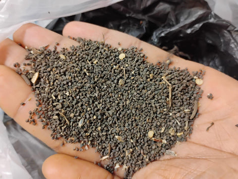 Organic Jute Seeds(big leaf)/Ewedu/ Egyptian Spinach Seeds, 500seeds