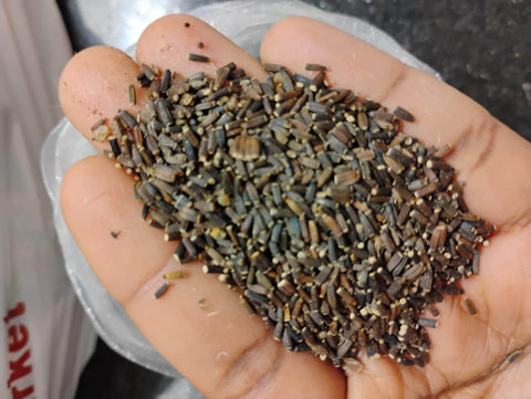 Sweet Bitter Leaf (Vernonia amygdalina) 500 seeds