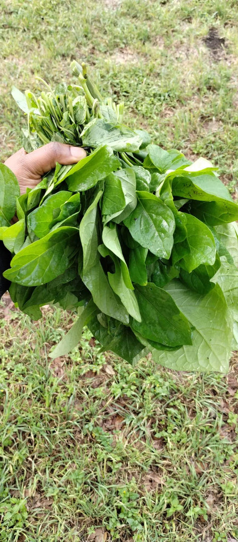 Seed Njama Njama ( Big Leaf) Garden Huckleberry, African nightshade 500 seeds