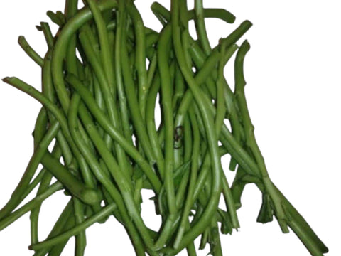 Waterleaf Stem Cuttings | Talinum Fruticosum, Edible Plant (25 Count)