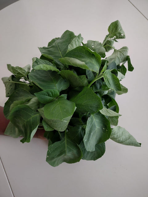 Seed Njama Njama ( small leaf) Garden Huckleberry, African nightshade 500 seeds