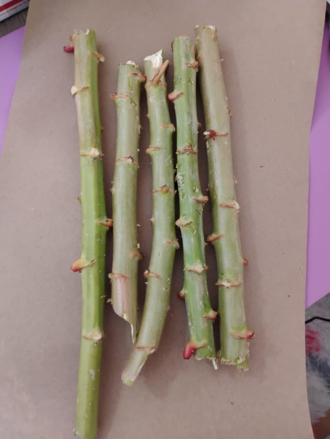 cassava cuttings 5 and 10 cuts