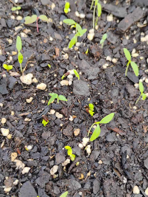 Sweet Bitter Leaf (Vernonia amygdalina) 500 seeds