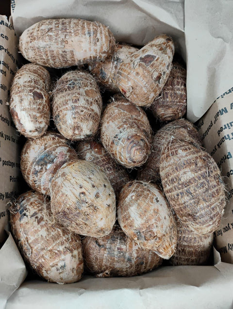 Taro Root| Taro 10ib