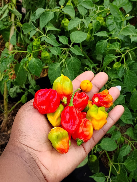 Cameroon Pepper Seeds | African Spice, Bold Flavor (200 Seeds)