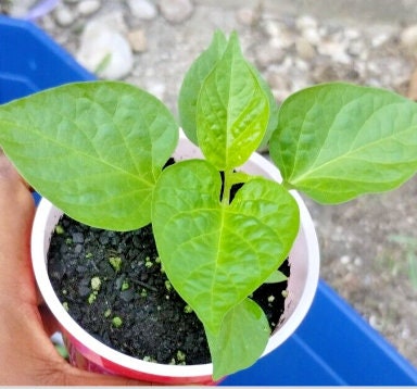 Cameroon Pepper Seeds | African Spice, Bold Flavor (200 Seeds)