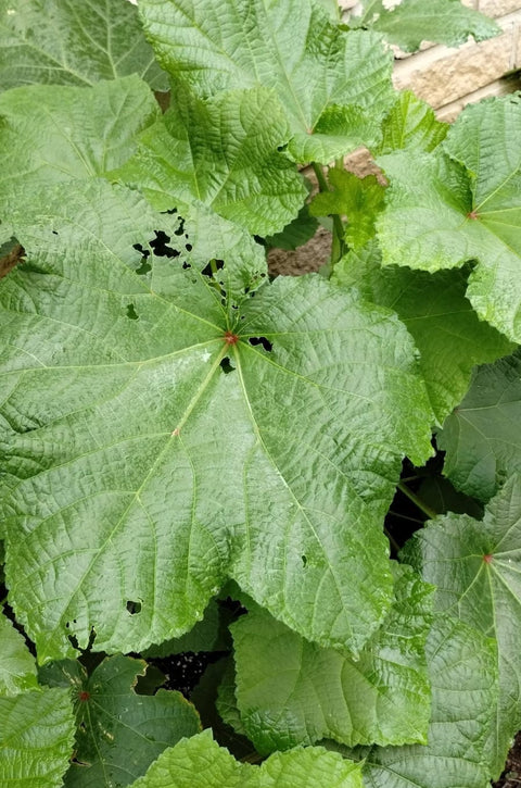 Kirikou F1 Okra Seeds, High Yield, Non-GMO (100 Seeds)