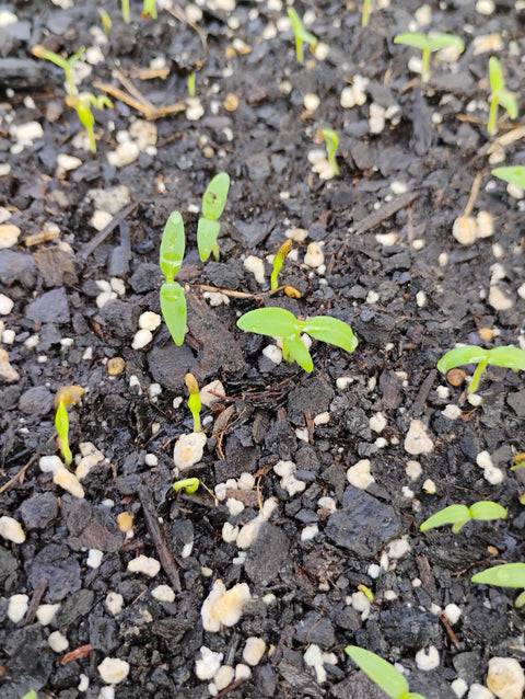 Anchia seed (Solanum macrocarpon, Gboma, African eggplant) 100 seeds