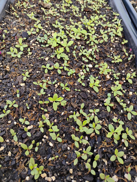 Vernonia amygdalina/Bitter leaf/ Big Leaves- Seeds 500 seeds