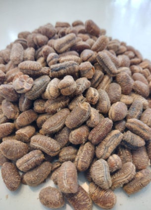 Whole African Nutmeg | Calabash Nutmeg | Wedia Aba | 250g Pack