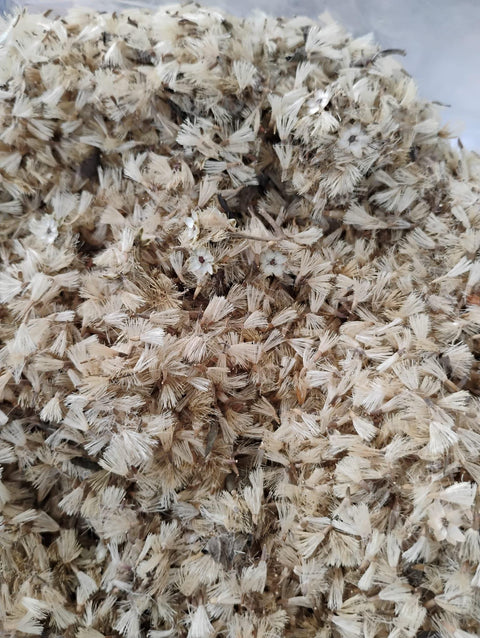 Vernonia amygdalina/Bitter leaf/ Big Leaves- Seeds 500 seeds