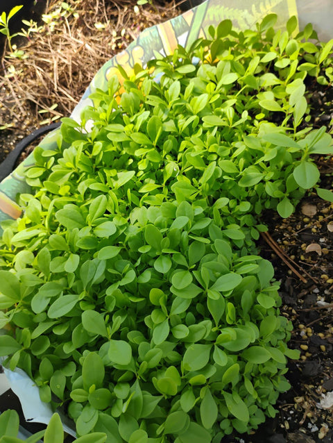 Waterleaf seeds, Talinum Fruticosum, Talinum-triangulare/500 seeds