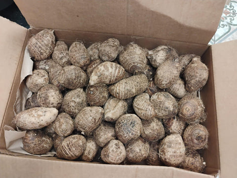 Taro Root| Taro 10ib