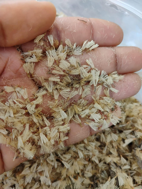 Vernonia amygdalina/Bitter leaf/ Big Leaves- Seeds 500 seeds