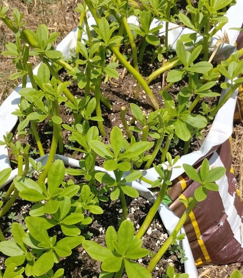 Waterleaf Stem Cuttings | Talinum Fruticosum, Edible Plant (25 Count)