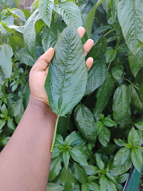 Organic Jute Seeds(big leaf)/Ewedu/ Egyptian Spinach Seeds, 500seeds