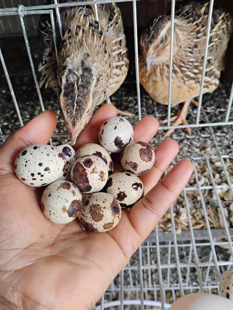 quail eggs (12 eggs)