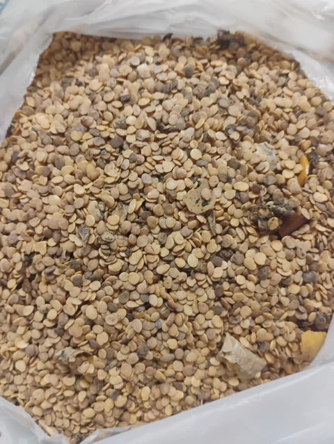 Anchia seed (Solanum macrocarpon, Gboma, African eggplant) 100 seeds