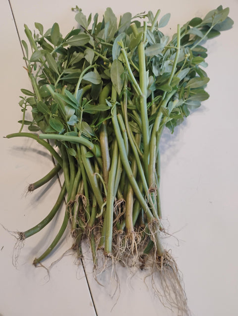 Waterleaf Stem Cuttings | Talinum Fruticosum, Edible Plant (25 Count)